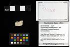 Foto (Objekt + Etiketten) von Goniodromites bidentatus (Reuss, 1858) 